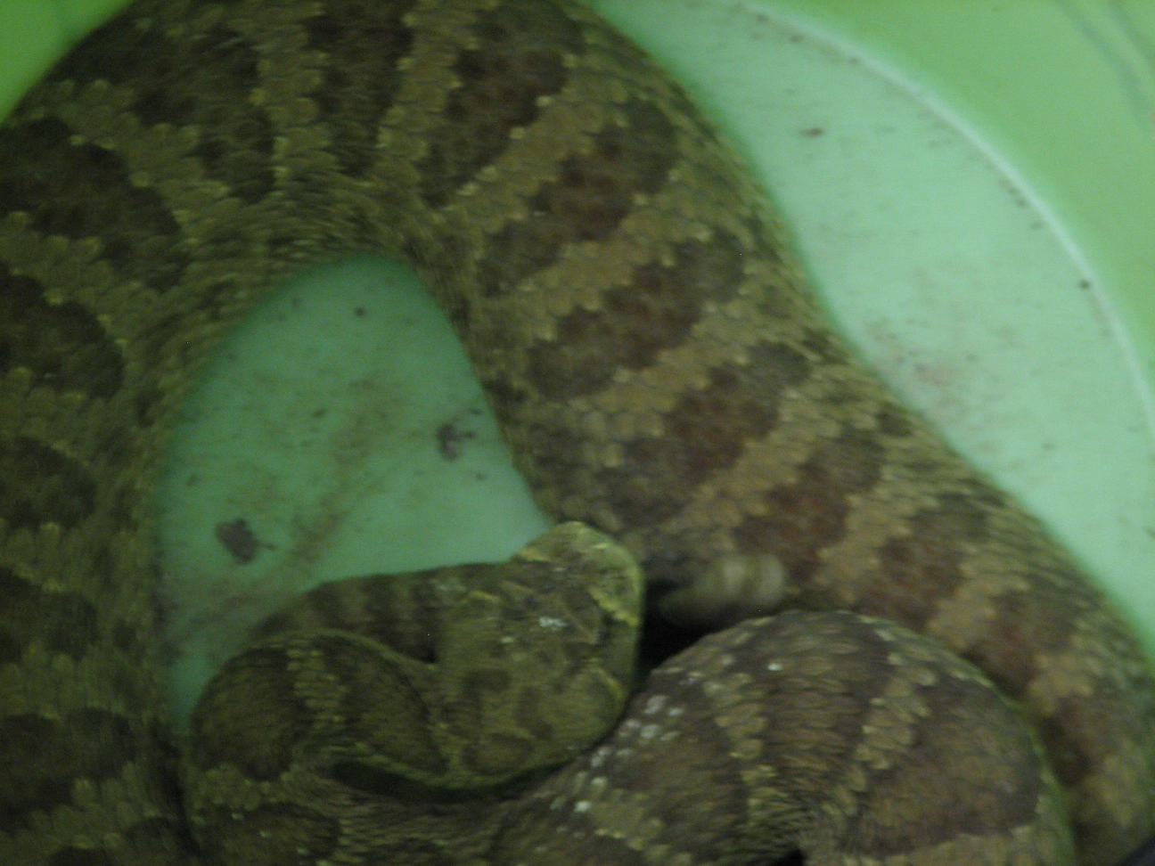 Reptile Gardens