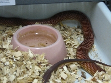 Reptile Gardens