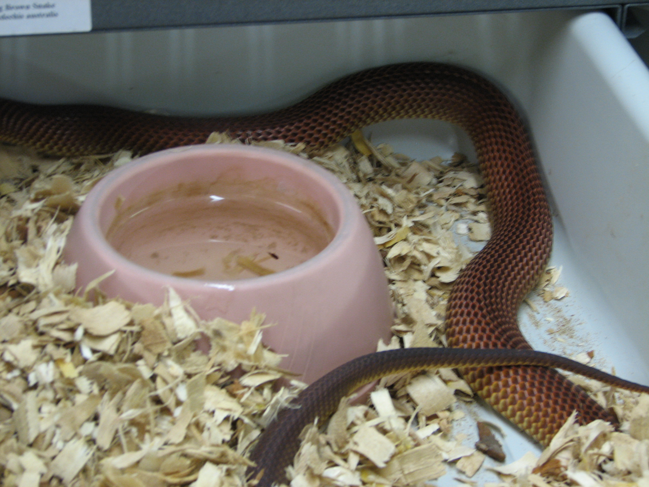 Reptile Gardens