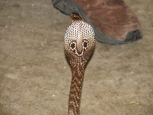 Reptile Gardens