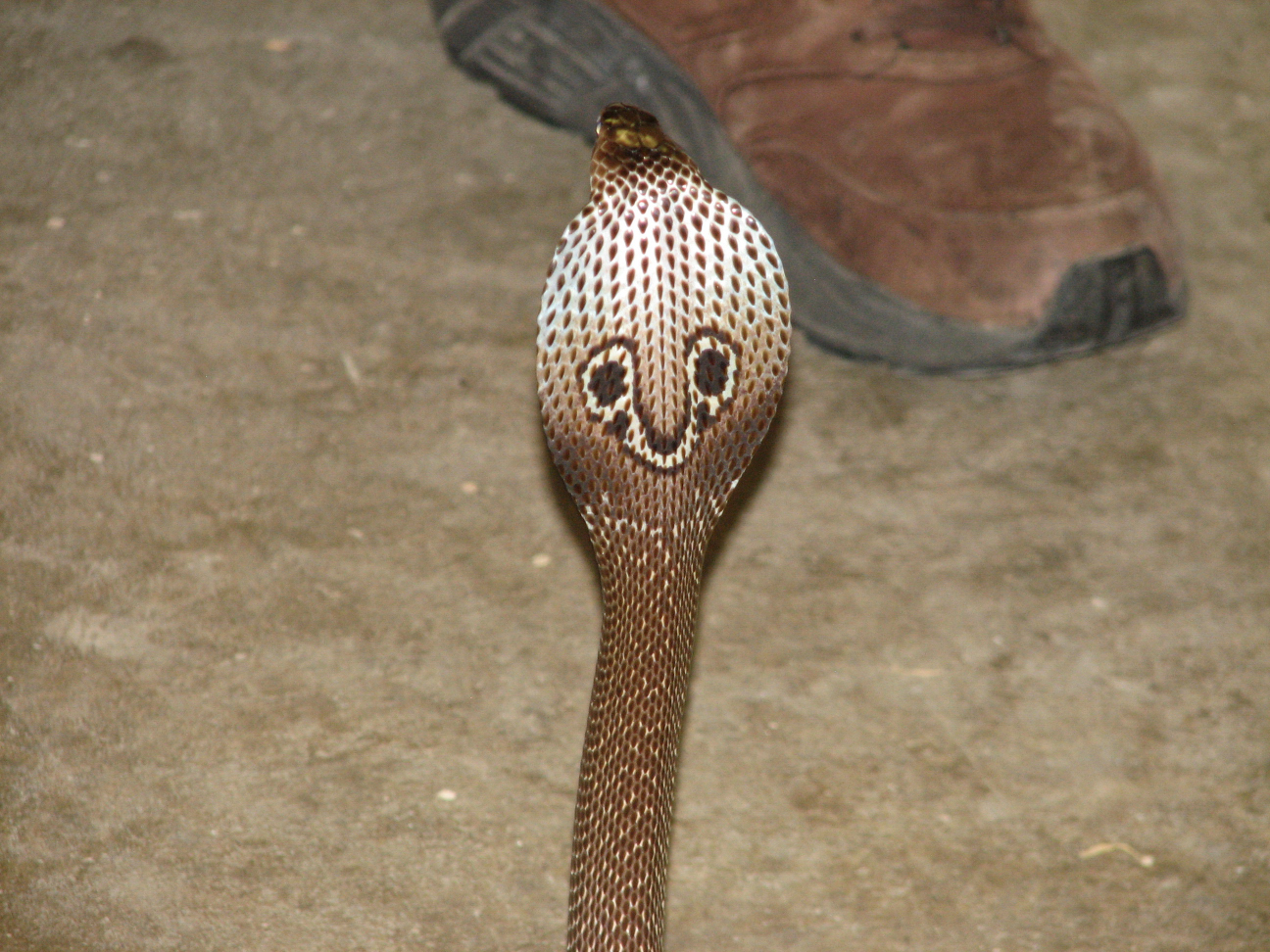 Reptile Gardens
