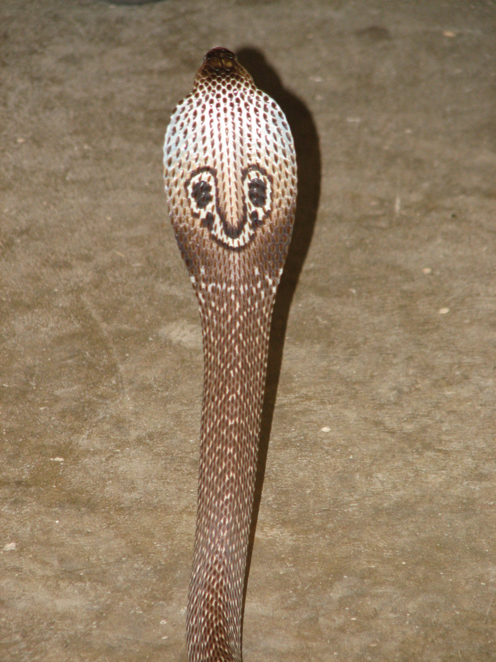 Reptile Gardens