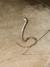 Reptile Gardens