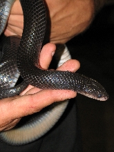 Reptile Gardens