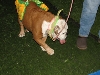 Chicagoland Family Pet Expo