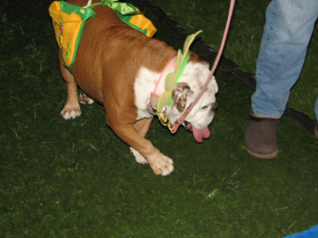 Chicagoland Family Pet Expo