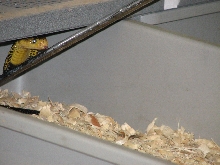 Reptile Gardens