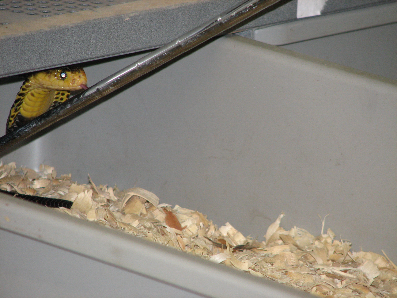 Reptile Gardens