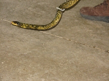 Reptile Gardens