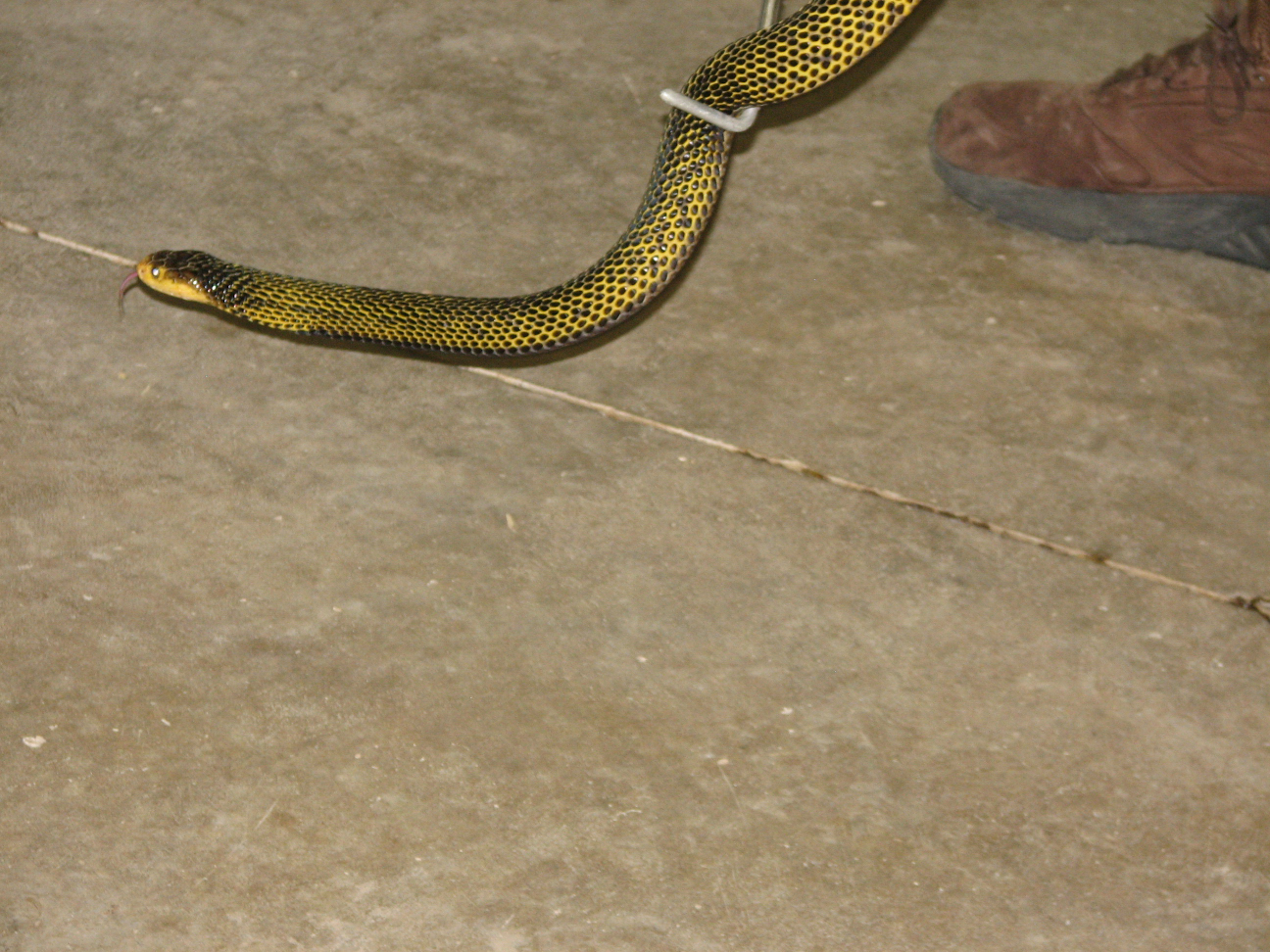Reptile Gardens
