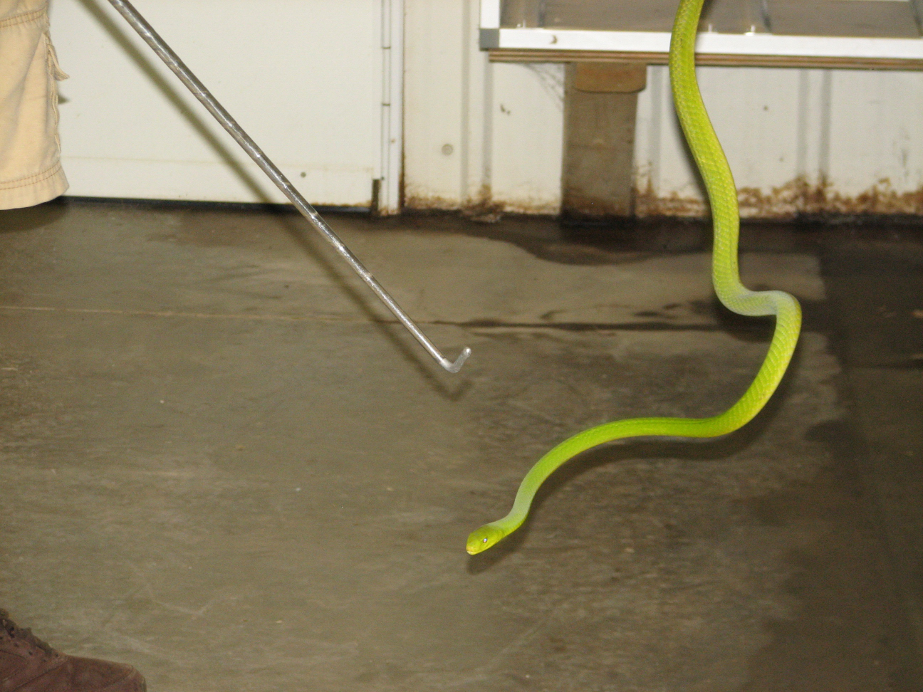 Reptile Gardens