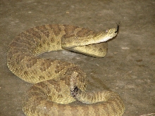 Reptile Gardens