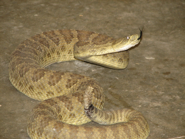 Reptile Gardens