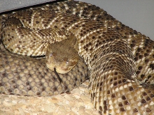 Reptile Gardens
