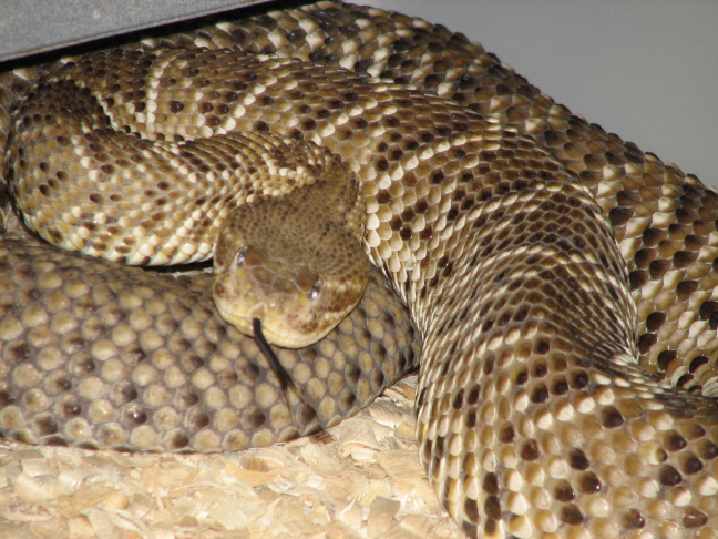 Reptile Gardens
