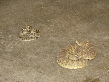 Reptile Gardens