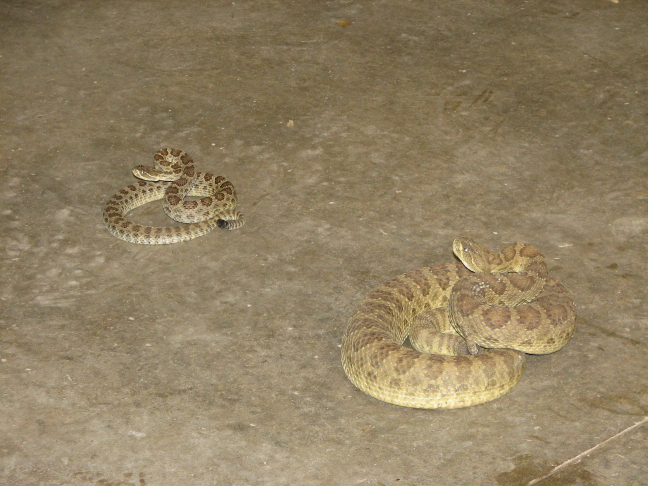 Reptile Gardens