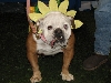 Chicagoland Family Pet Expo