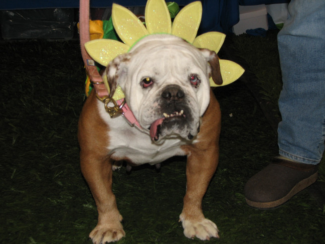 Chicagoland Family Pet Expo