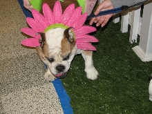 Chicagoland Family Pet Expo