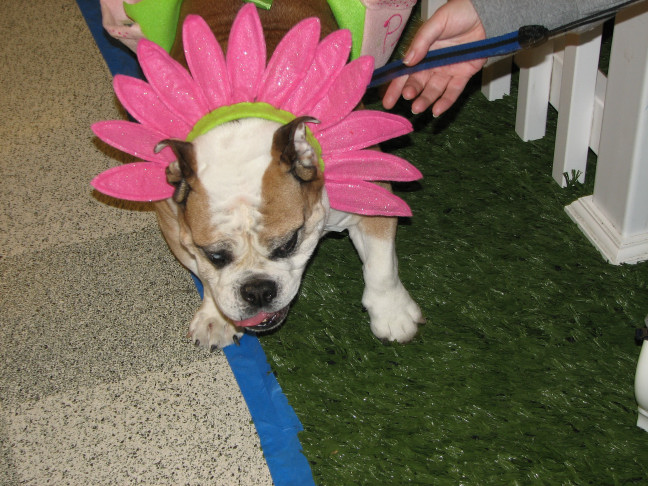 Chicagoland Family Pet Expo