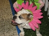 Chicagoland Family Pet Expo