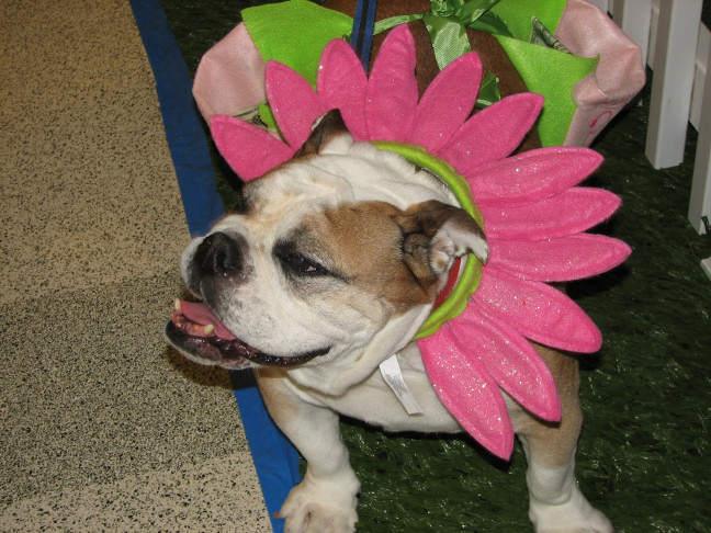 Chicagoland Family Pet Expo
