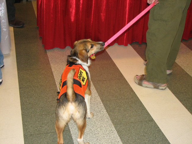 Chicagoland Family Pet Expo