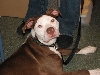 Chicagoland Family Pet Expo
