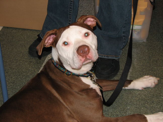 Chicagoland Family Pet Expo