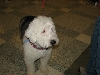 Chicagoland Family Pet Expo