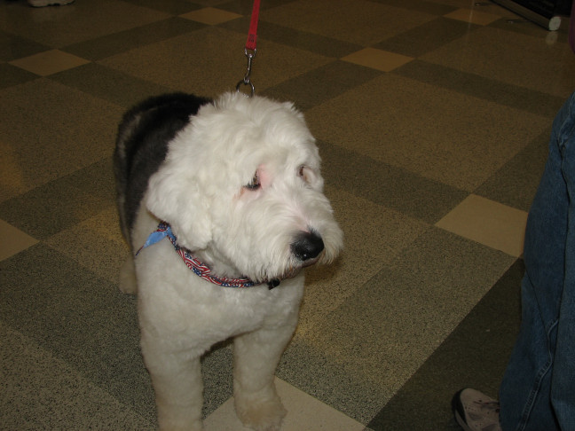Chicagoland Family Pet Expo