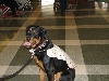 Chicagoland Family Pet Expo