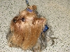 Chicagoland Family Pet Expo