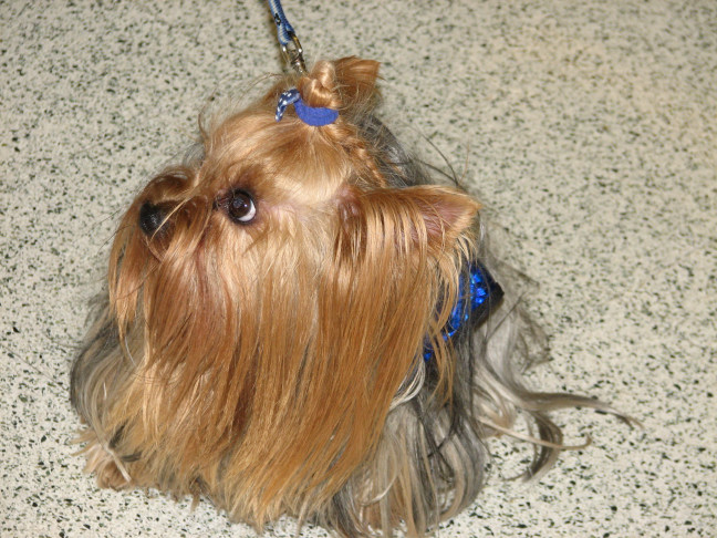 Chicagoland Family Pet Expo