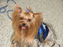 Chicagoland Family Pet Expo