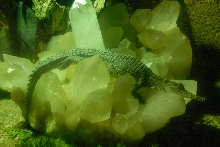 Reptile Gardens