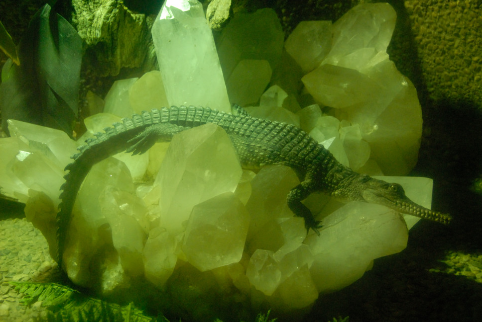 Reptile Gardens