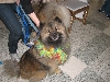 Chicagoland Family Pet Expo
