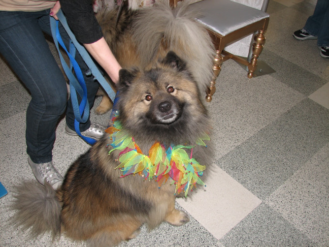 Chicagoland Family Pet Expo