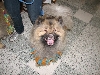 Chicagoland Family Pet Expo
