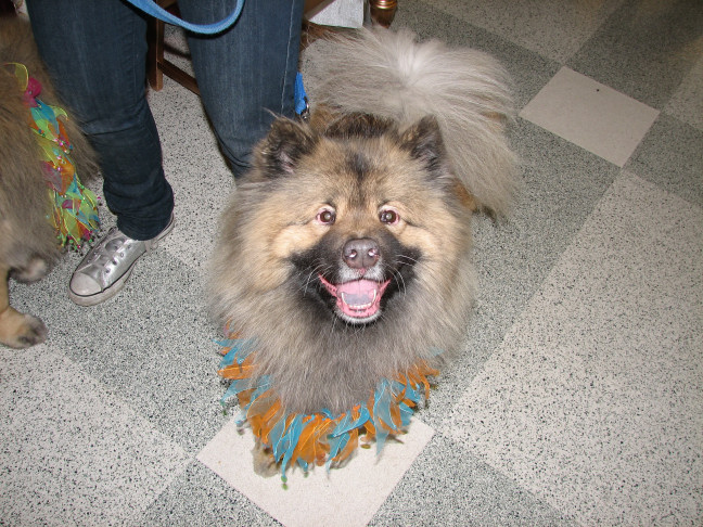 Chicagoland Family Pet Expo