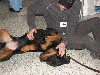Chicagoland Family Pet Expo