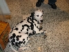 Chicagoland Family Pet Expo