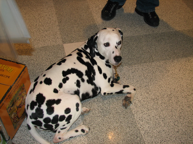 Chicagoland Family Pet Expo