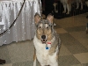 Chicagoland Family Pet Expo
