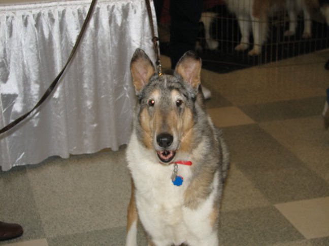 Chicagoland Family Pet Expo