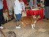 Chicagoland Family Pet Expo