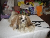 Chicagoland Family Pet Expo