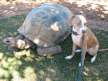 Reptile Gardens